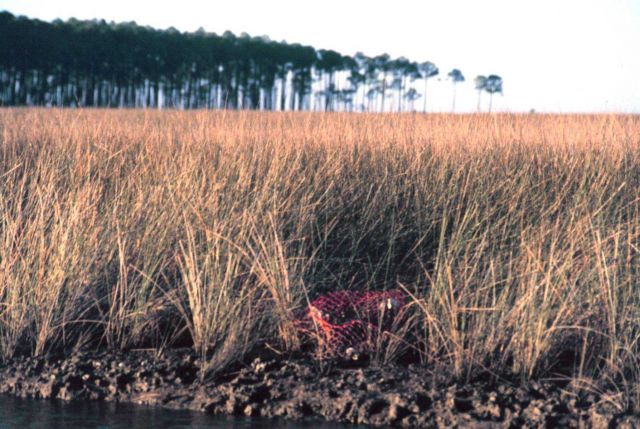 Grand Bay National Estuarine Research Reserve Picture