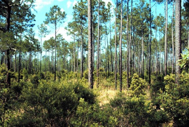 Grand Bay National Estuarine Research Reserve Picture