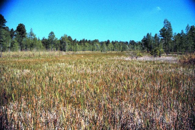 Grand Bay National Estuarine Research Reserve Picture