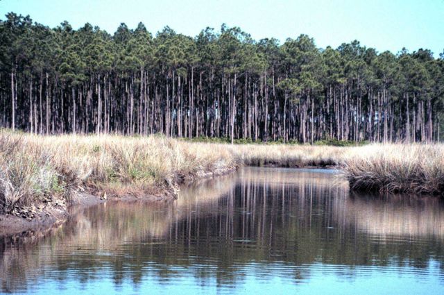 Grand Bay National Estuarine Research Reserve Picture