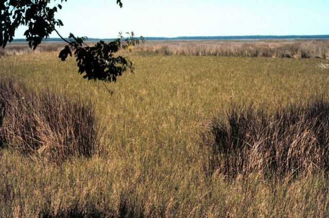 Grand Bay National Estuarine Research Reserve Picture