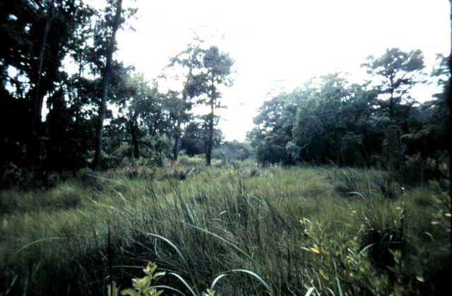 Grand Bay National Estuarine Research Reserve Picture