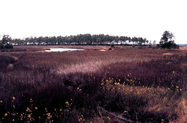 Grand Bay National Estuarine Research Reserve Picture