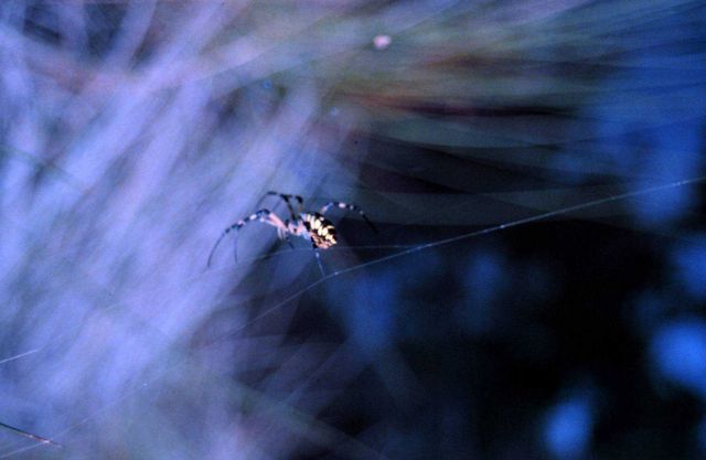 Grand Bay National Estuarine Research Reserve Picture