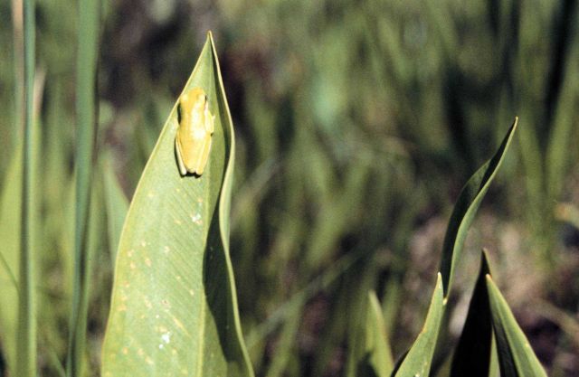 Grand Bay National Estuarine Research Reserve Picture