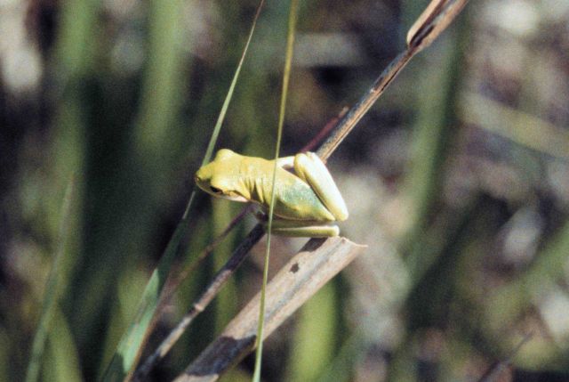 Grand Bay National Estuarine Research Reserve Picture