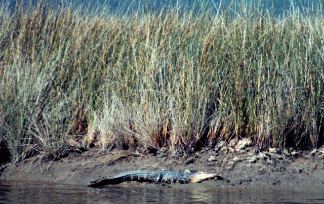 Grand Bay National Estuarine Research Reserve Picture