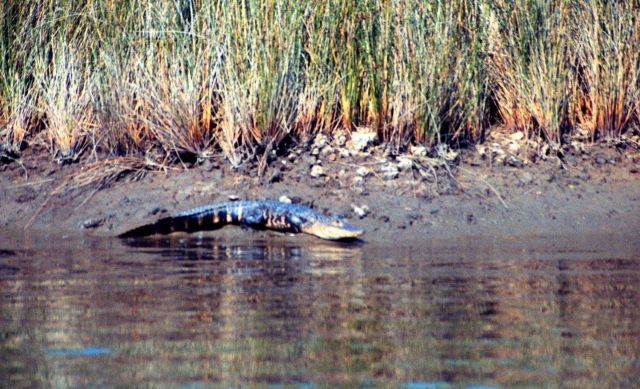 Grand Bay National Estuarine Research Reserve Picture