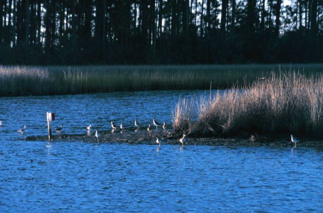 Grand Bay National Estuarine Research Reserve Picture