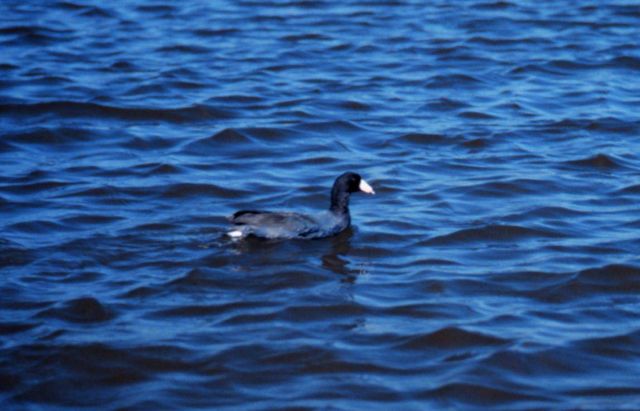Grand Bay National Estuarine Research Reserve Picture