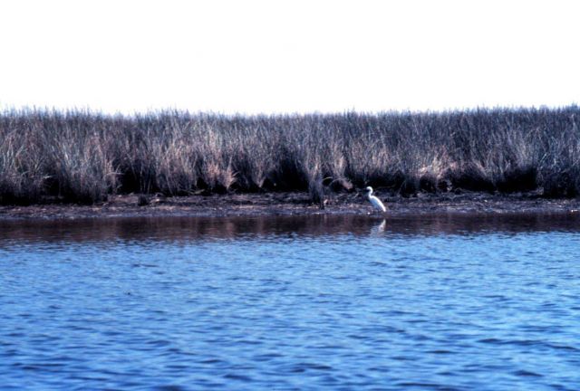 Grand Bay National Estuarine Research Reserve Picture
