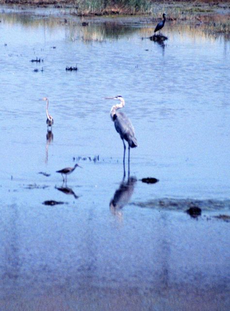 Grand Bay National Estuarine Research Reserve Picture