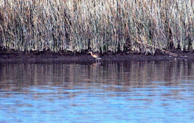 Grand Bay National Estuarine Research Reserve Picture