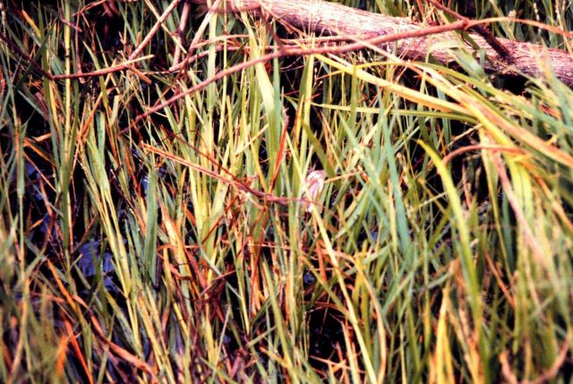 Grand Bay National Estuarine Research Reserve Picture