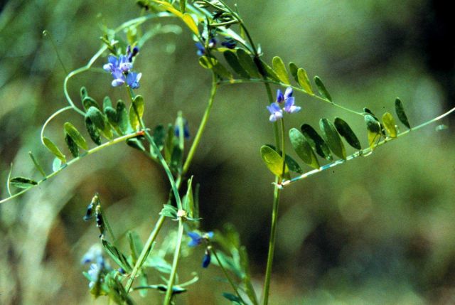 Grand Bay National Estuarine Research Reserve Picture