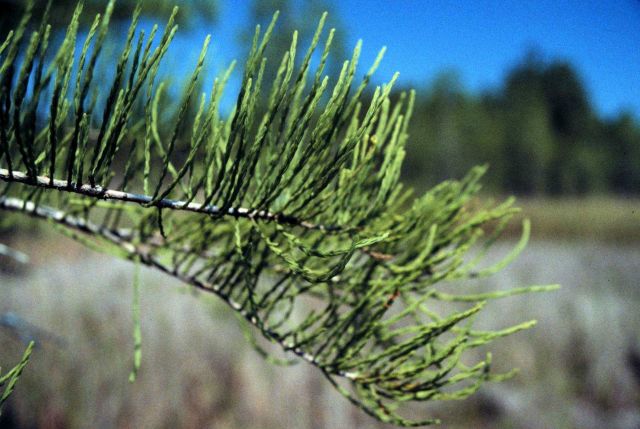 Grand Bay National Estuarine Research Reserve Picture