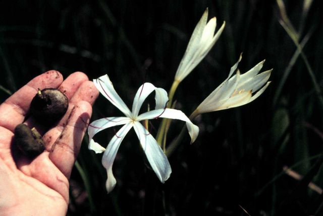 Grand Bay National Estuarine Research Reserve Picture