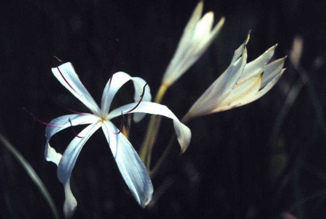 Grand Bay National Estuarine Research Reserve Picture
