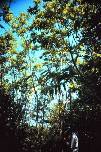 Grand Bay National Estuarine Research Reserve Picture