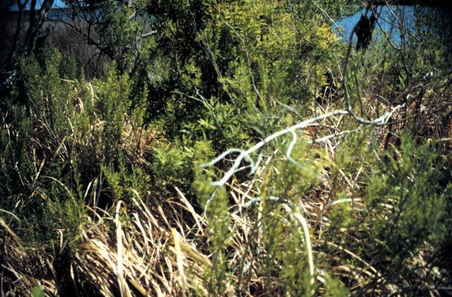 Grand Bay National Estuarine Research Reserve Picture