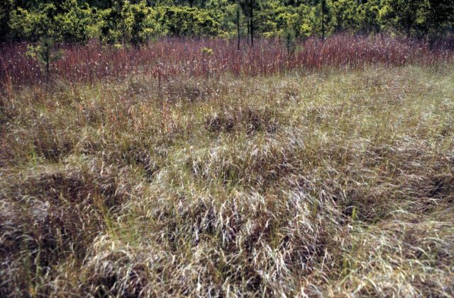 Grand Bay National Estuarine Research Reserve Picture