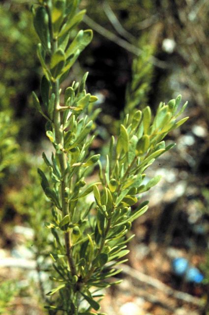 Grand Bay National Estuarine Research Reserve Picture