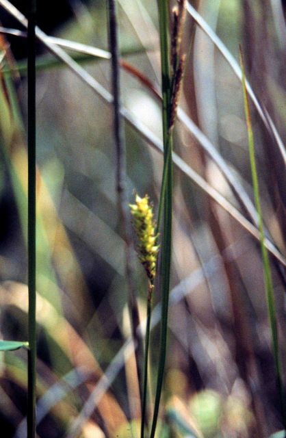 Grand Bay National Estuarine Research Reserve Picture