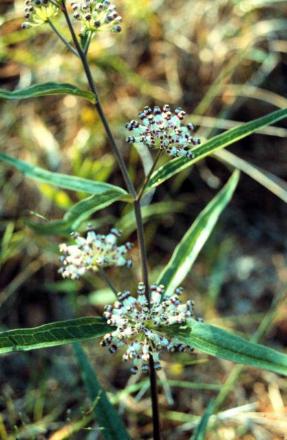 Grand Bay National Estuarine Research Reserve Picture