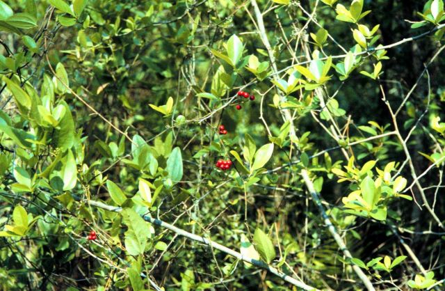 Grand Bay National Estuarine Research Reserve Picture