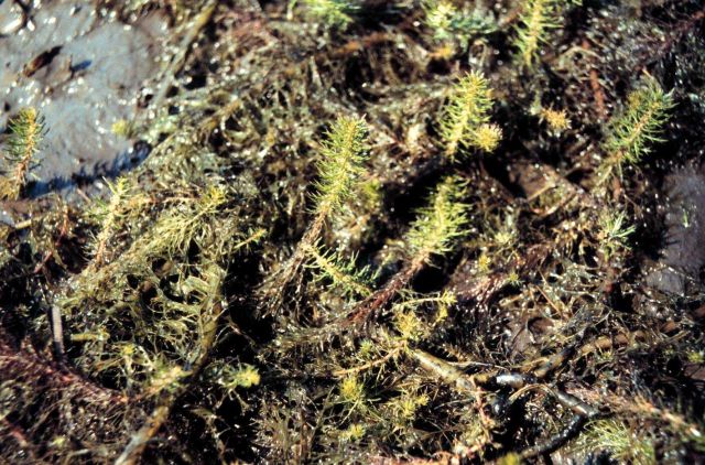 Grand Bay National Estuarine Research Reserve Picture