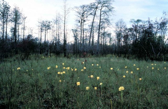 Grand Bay National Estuarine Research Reserve Picture