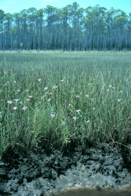 Grand Bay National Estuarine Research Reserve Picture