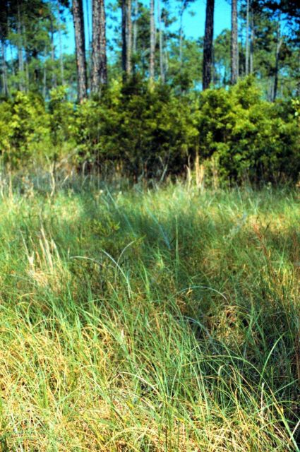 Grand Bay National Estuarine Research Reserve Picture