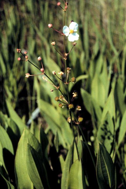 Grand Bay National Estuarine Research Reserve Picture