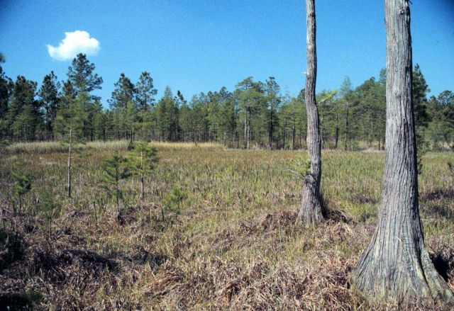 Grand Bay National Estuarine Research Reserve Picture