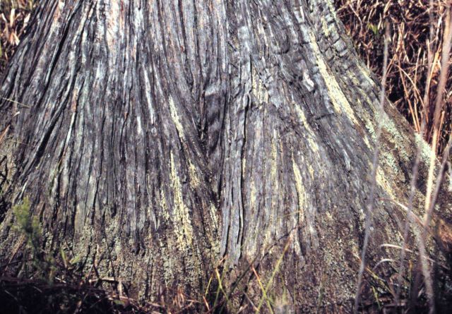 Grand Bay National Estuarine Research Reserve Picture