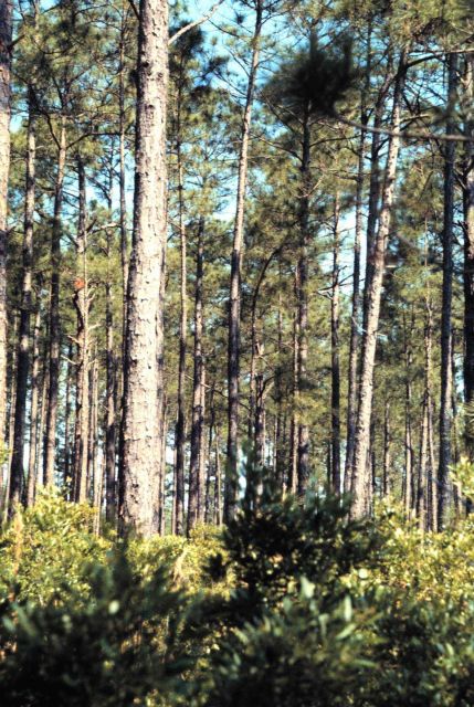 Grand Bay National Estuarine Research Reserve Picture