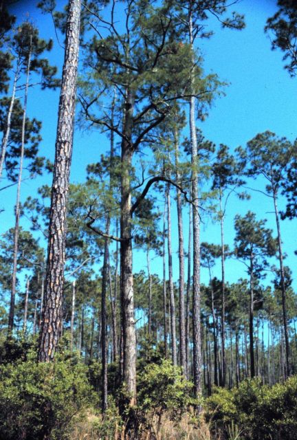Grand Bay National Estuarine Research Reserve Picture