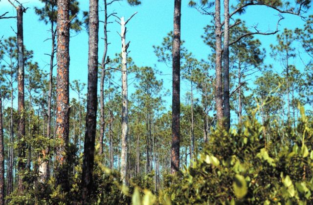 Grand Bay National Estuarine Research Reserve Picture