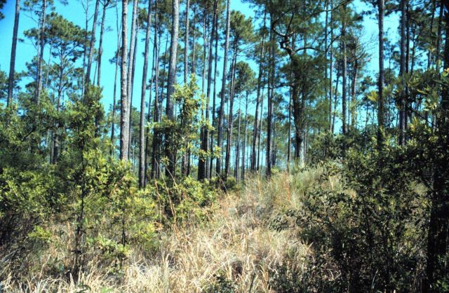Grand Bay National Estuarine Research Reserve Picture