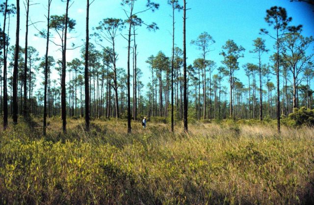 Grand Bay National Estuarine Research Reserve Picture