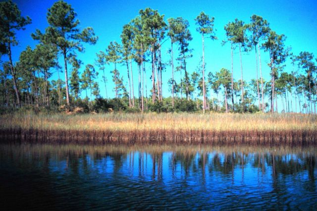 Grand Bay National Estuarine Research Reserve Picture