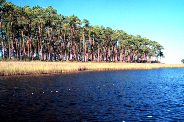 Grand Bay National Estuarine Research Reserve Picture