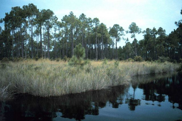 Grand Bay National Estuarine Research Reserve Picture