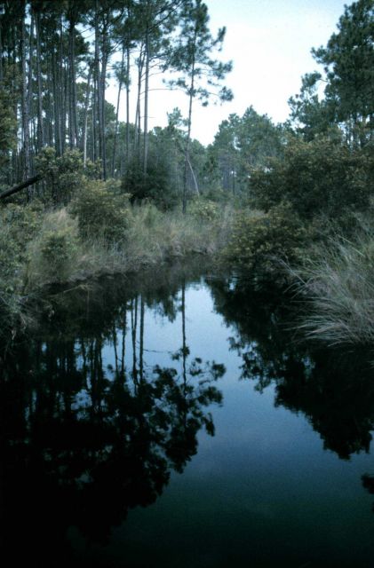 Grand Bay National Estuarine Research Reserve Picture