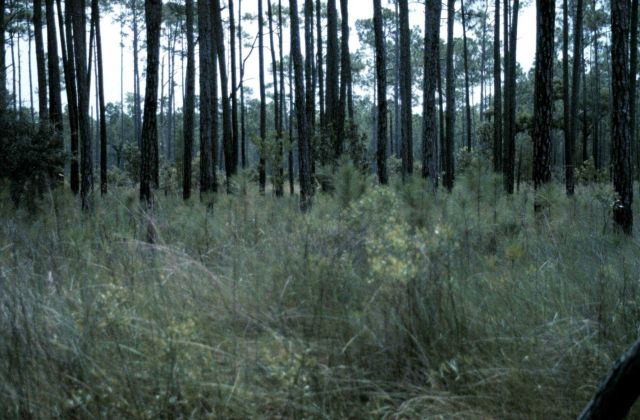 Grand Bay National Estuarine Research Reserve Picture
