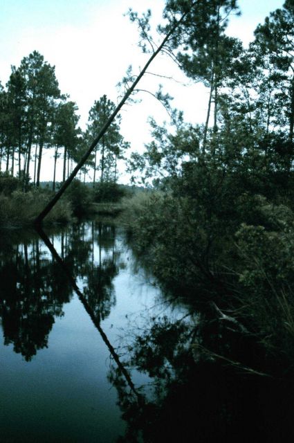 Grand Bay National Estuarine Research Reserve Picture