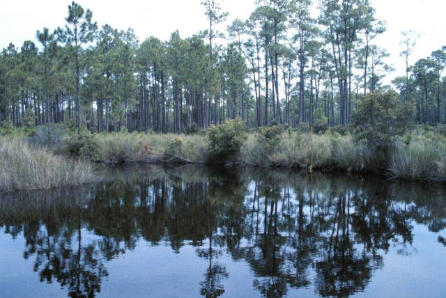 Grand Bay National Estuarine Research Reserve Picture