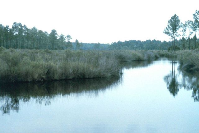 Grand Bay National Estuarine Research Reserve Picture