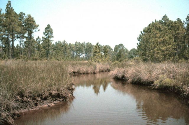 Grand Bay National Estuarine Research Reserve Picture